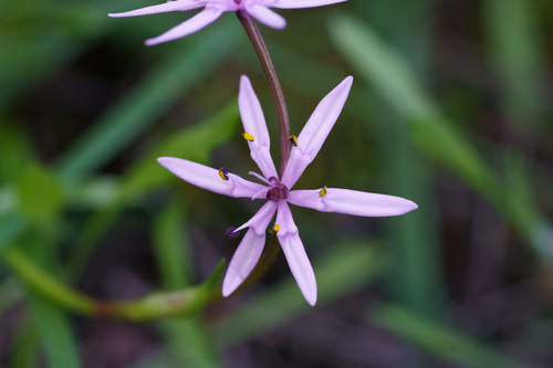 Wurmbea australis (Wurmbea australis)