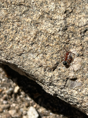 iNaturalist observation photo of Wood, Mound, and Field Ants