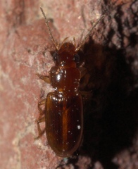 Acupalpus indistinctus