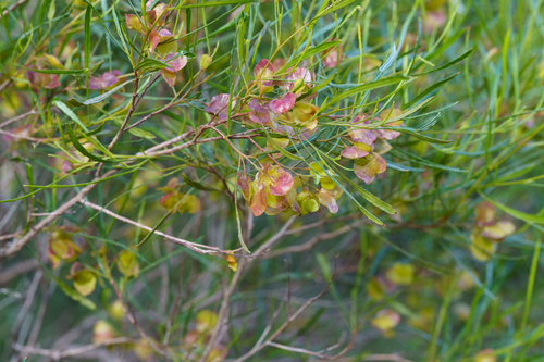 Dodonaea viscosa observed 2026-07-13