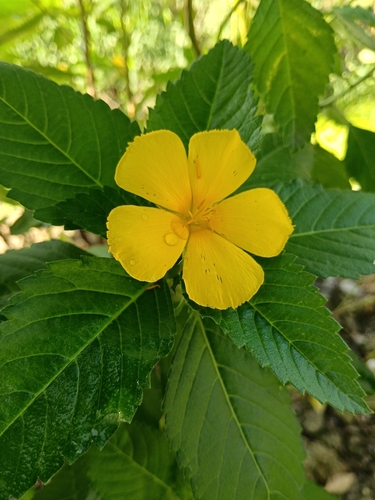 Yellow alder