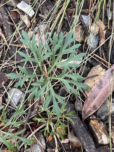 Trachymene incisa