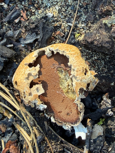 iNaturalist observation photo of Veiled Polypore