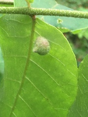 Phylloxera caryaeavellana