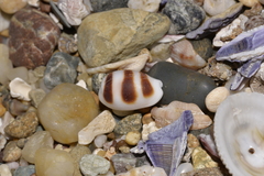 Palmadusta asellus
