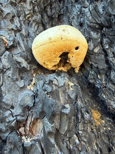 iNaturalist observation photo of Veiled Polypore