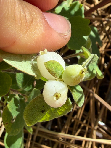 iNaturalist observation photo of creeping snowberry