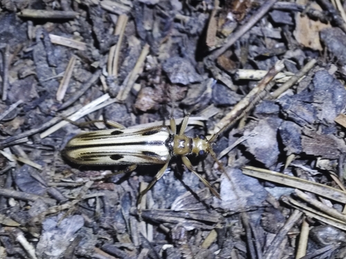 iNaturalist observation photo of Ortholeptura valida