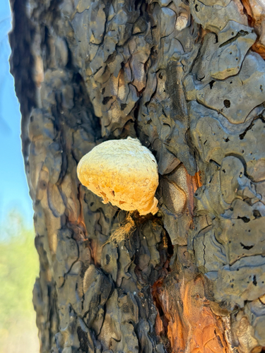 iNaturalist observation photo of Veiled Polypore