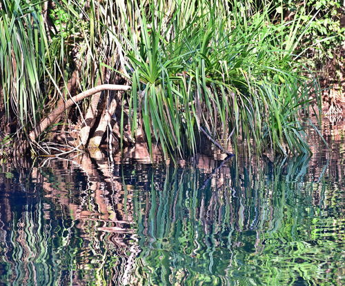 Pandanus aquaticus, photograph 5