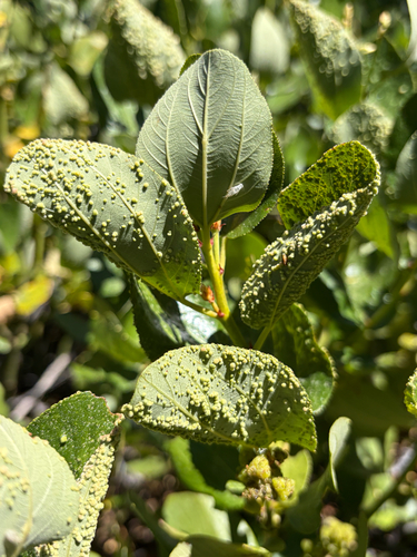 iNaturalist observation photo of Aceria ceanothi