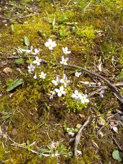 Houstonia caerulea