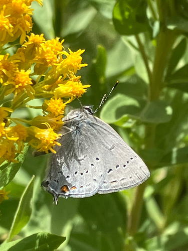 iNaturalist observation photo of Satyrid Hairstreaks