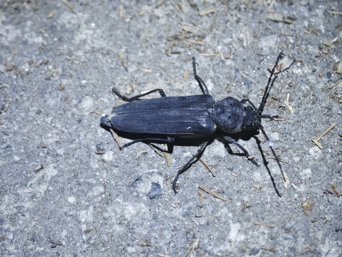 iNaturalist observation photo of Arhopalus