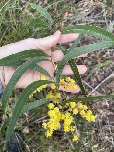 Acacia macradenia, photograph 4