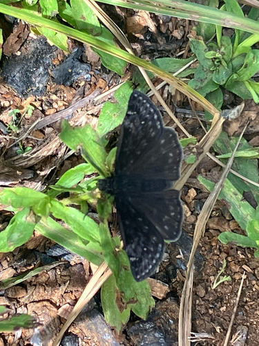 iNaturalist observation photo of Persius Duskywing