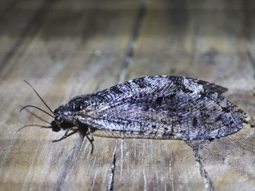 iNaturalist observation photo of Polystoechotes punctata