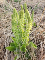 Veronica bullii