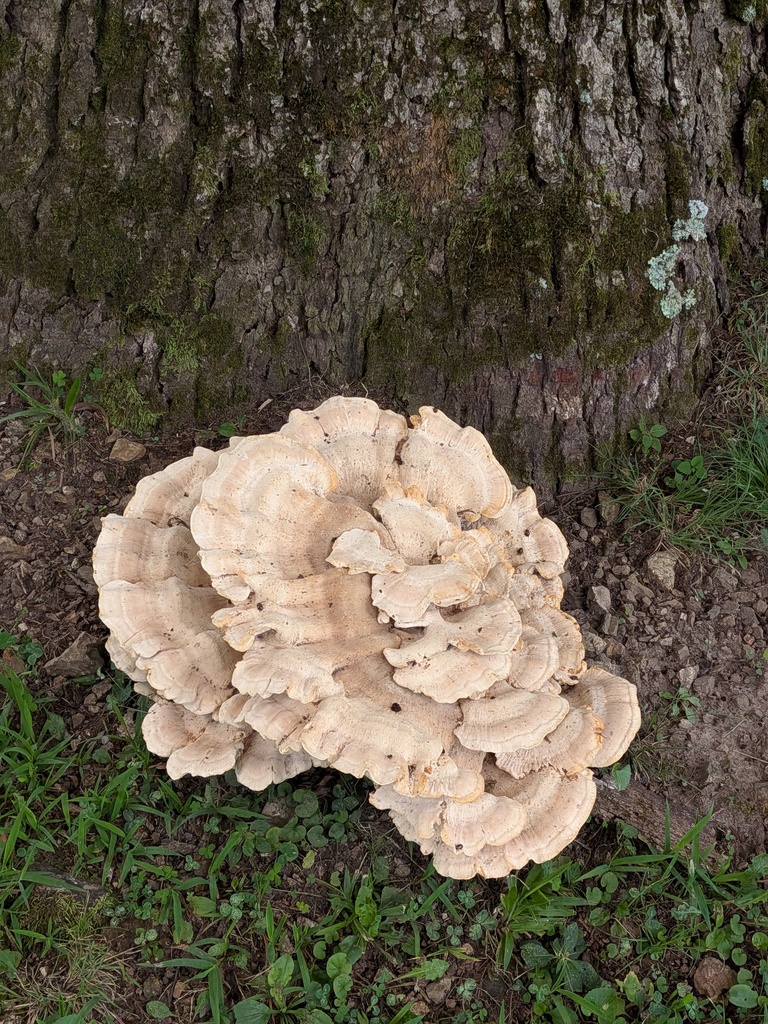 Berkeley's Polypore · August 2026 · photo: Photo: no rights reserved · iNaturalist