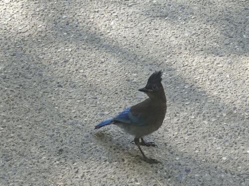 iNaturalist observation photo of Steller's Jay
