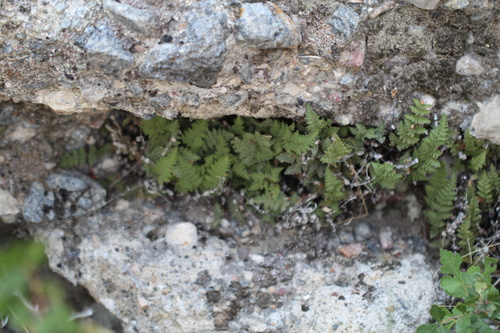 Fee's lip fern