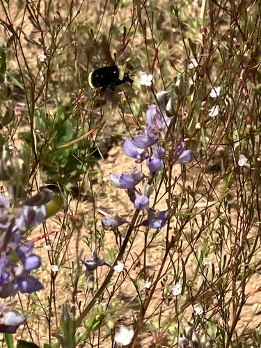 iNaturalist observation photo of Yellow-faced Bumble Bee