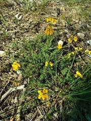 Hippocrepis comosa