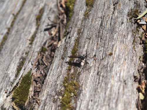 iNaturalist observation photo of Asilinae