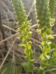 Veronica bullii