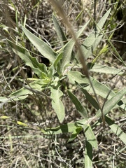 Asclepias viridiflora