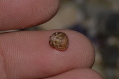 Cantharidella picturata