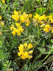 Hippocrepis comosa