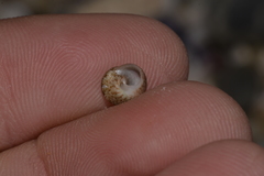 Cantharidella picturata