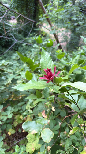 Calycanthus occidentalis