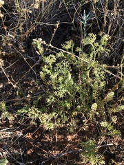 Spermolepis echinata