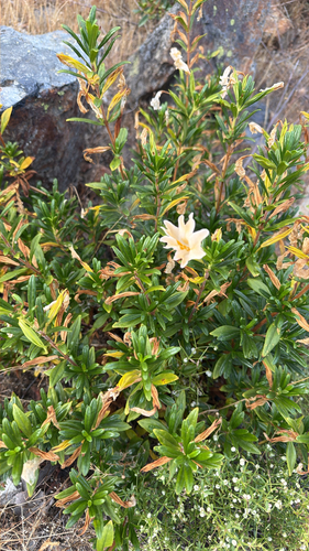 Diplacus grandiflorus, photograph 2