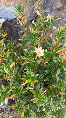 Diplacus grandiflorus, photograph (c) Adam Kamal, some rights reserved (CC BY)