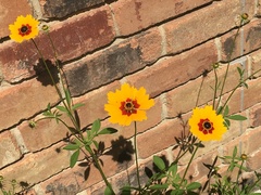 Coreopsis basalis