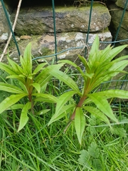 Chamaenerion angustifolium