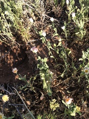 Aphanostephus skirrhobasis