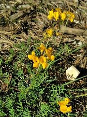 Hippocrepis comosa