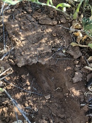 Aphanostephus skirrhobasis