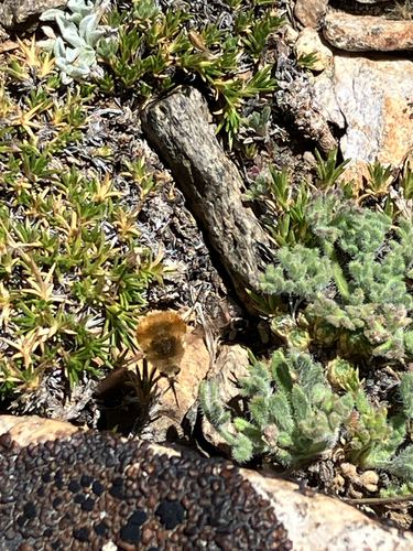 iNaturalist observation photo of Bombyliini