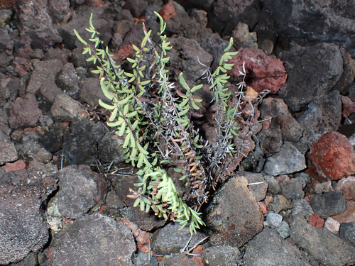 Cheilanthes, 2026-08-01