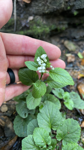 Iodanthus pinnatifidus, 2026-08-01
