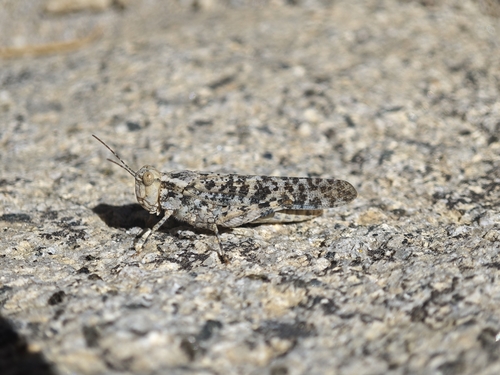iNaturalist observation photo of Short-horned Grasshoppers