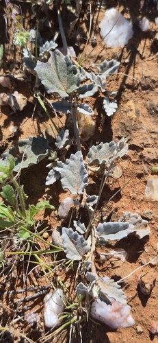 Sida corrugata observed 2026-07-24
