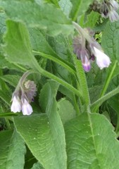 Symphytum × uplandicum