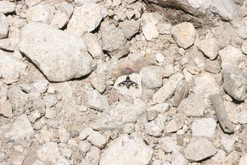 iNaturalist observation photo of Exoprosopa caliptera