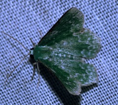 Eucyclodes albisparsa